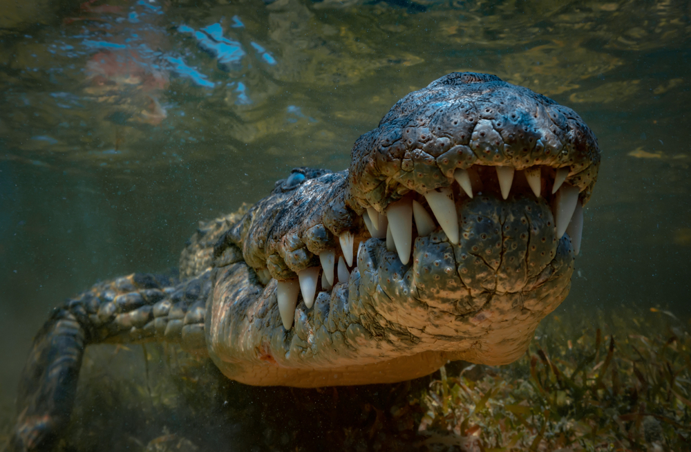 Videóra vették, ahogy egy férfi holttestét vonszolja egy krokodil Mexikóban