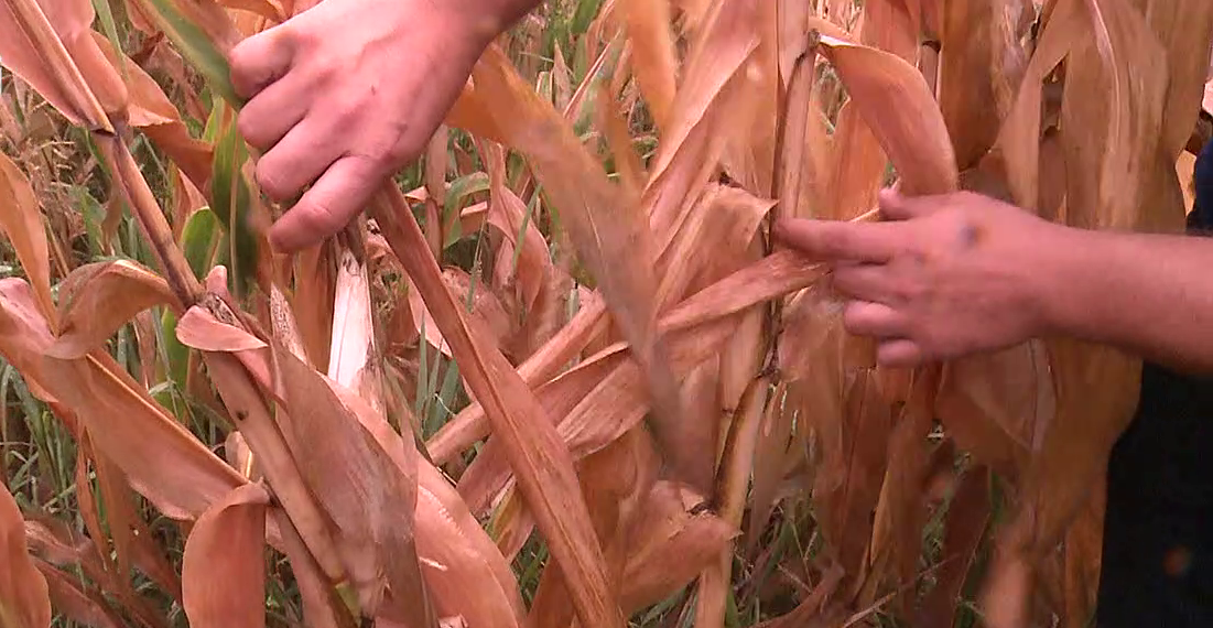 Soroló: Elégett kukoricalevél, ritka termés