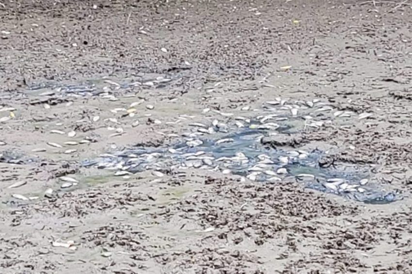 Tömeges halpusztulás történt a Titkos-tóban, az ivadékok szenvednek