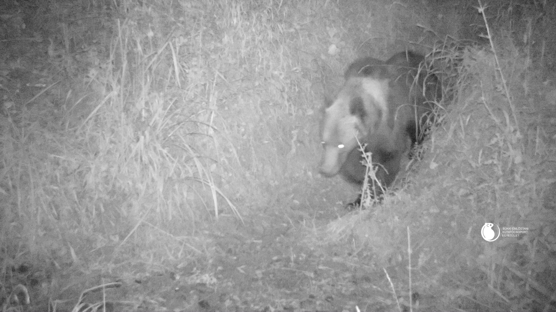 Ismét hatalmas medvét látott a vadkamera a Bükkben 