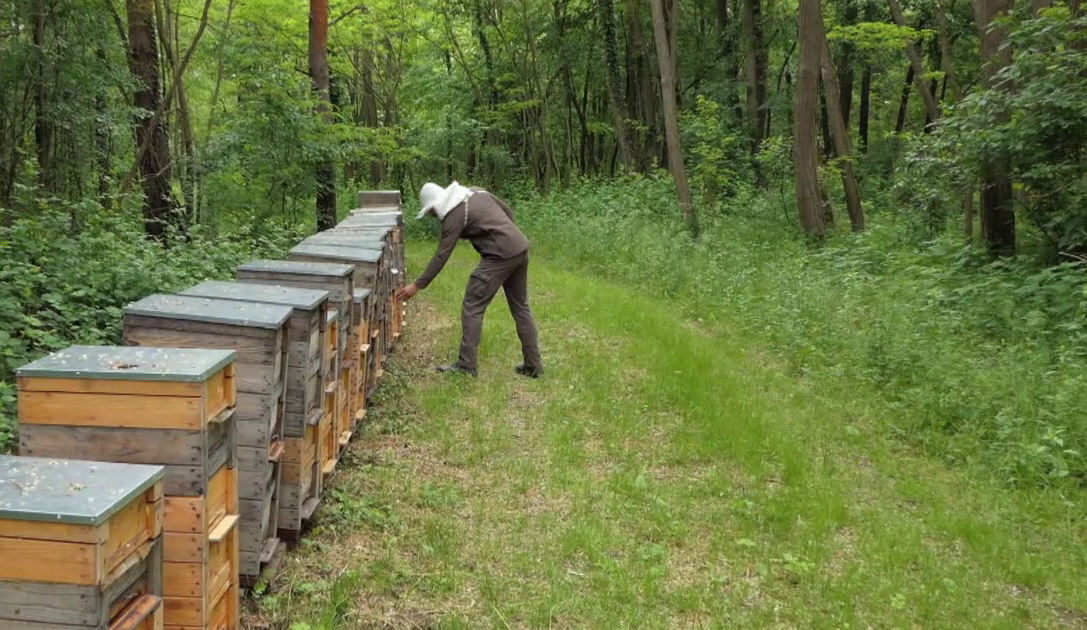 Soroló: Az ország északi részén és a Dunántúlon is rekordévet zártak a méhészek
