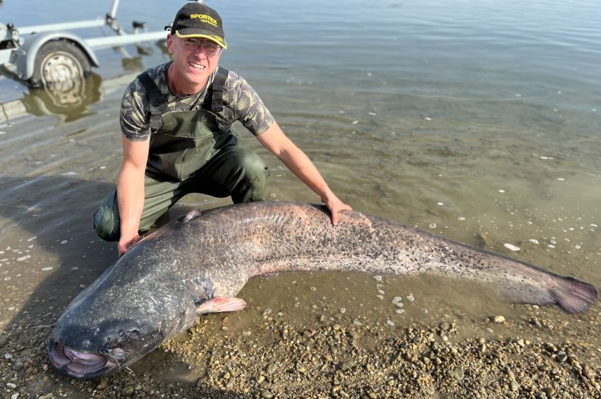 Elképesztő: 2 hónap után visszatért a horgászhoz a 70 kilós dunai harcsa – videóval