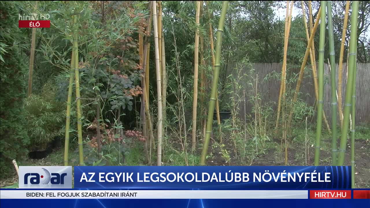 Az egyik legsokoldalúbb növényféle 