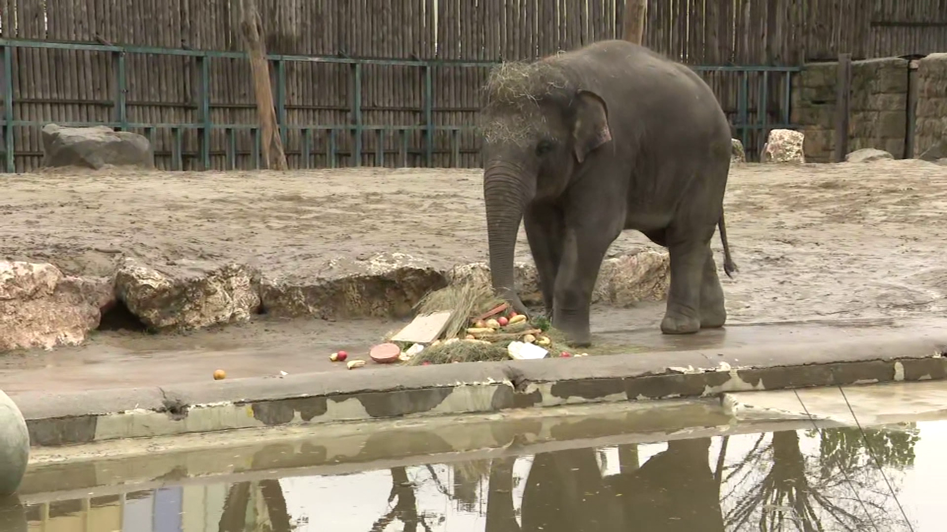 Elefántok születésnapi köszöntése