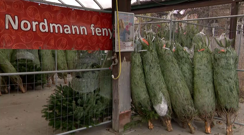 Drágább lesz a karácsonyfa idén, mégsem ezen spórolnak a magyarok