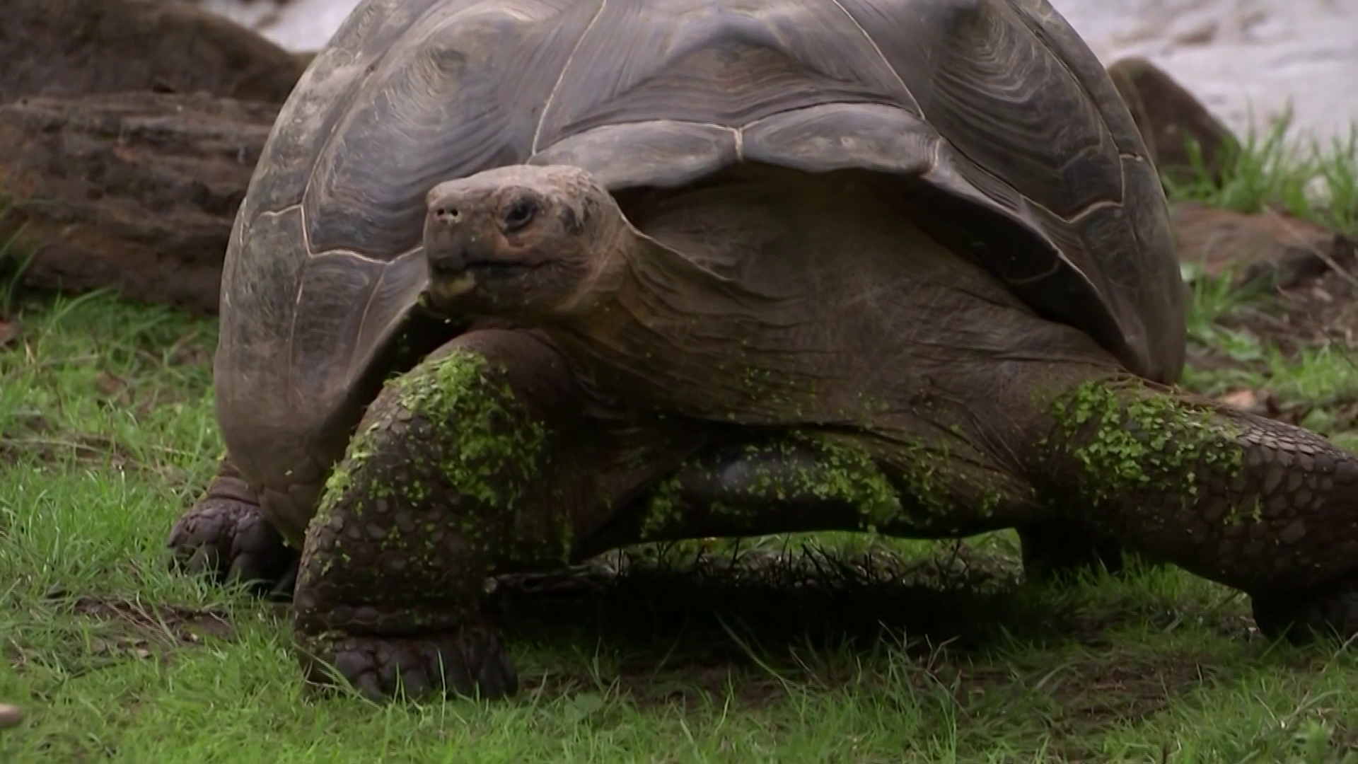 190 éves a világ legidősebb teknőse
