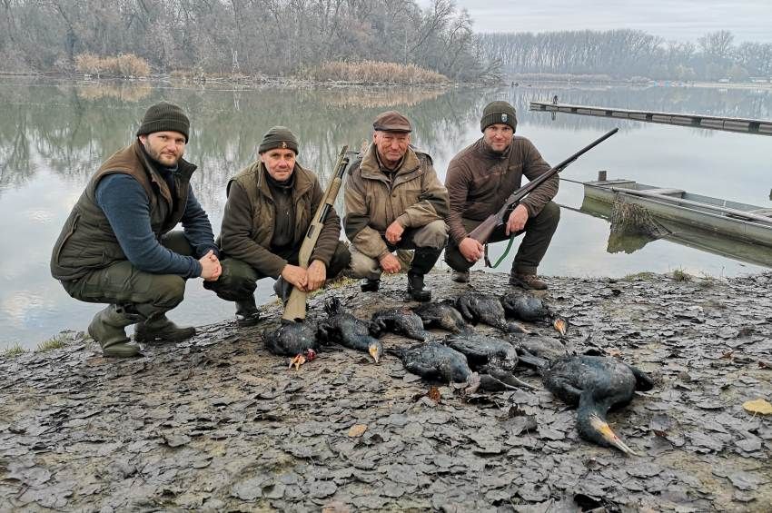 Terítékre kerültek az első kárókatonák Csongrád-Csanád megyében