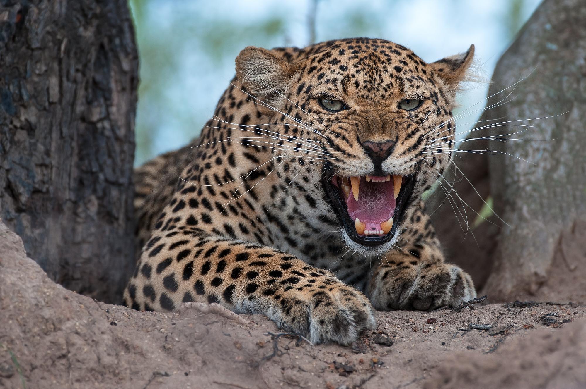 Több mint egy tucat embert sebesített meg egy leopárd Indiában