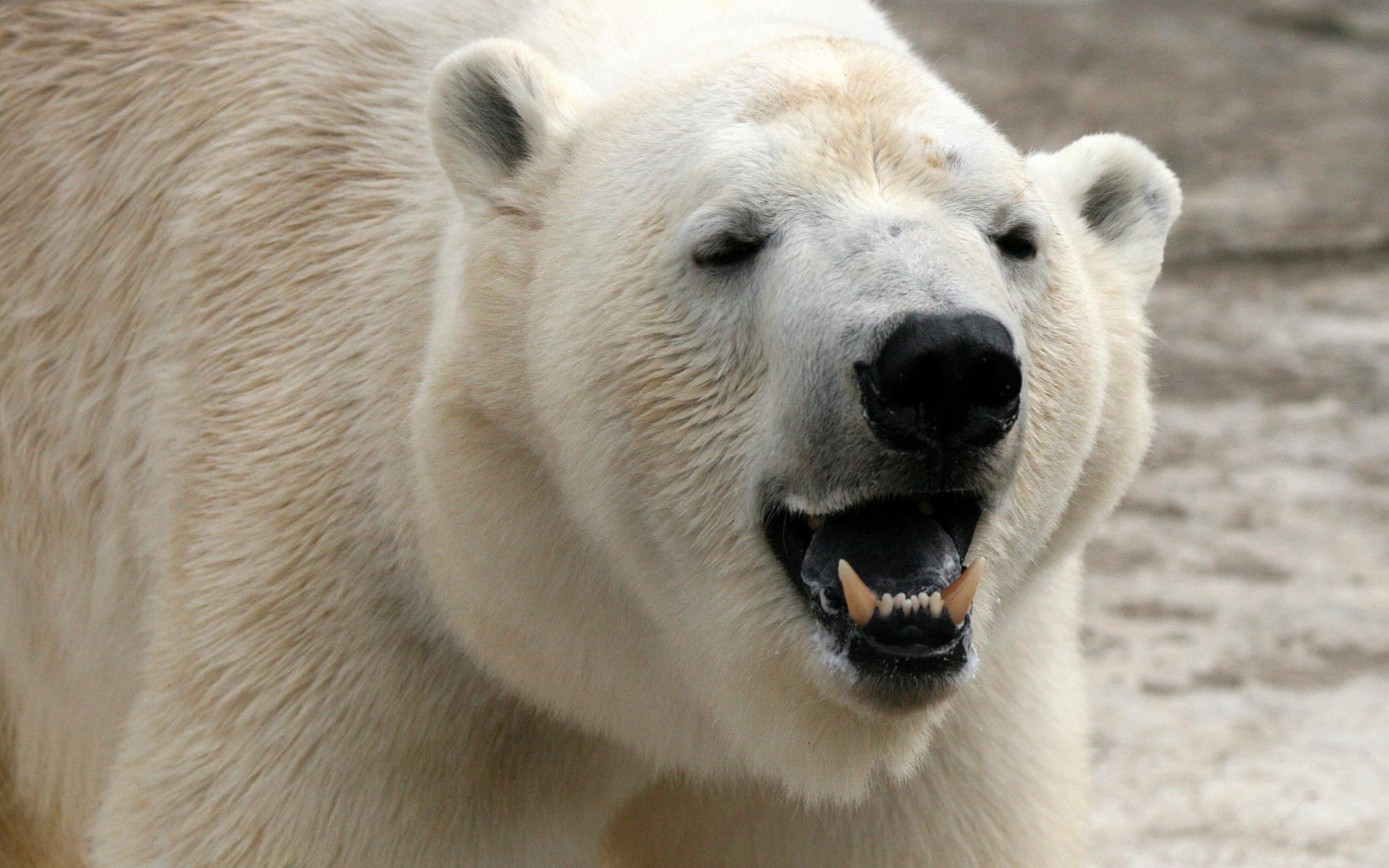 Jegesmedve ölt meg két embert Alaszkában