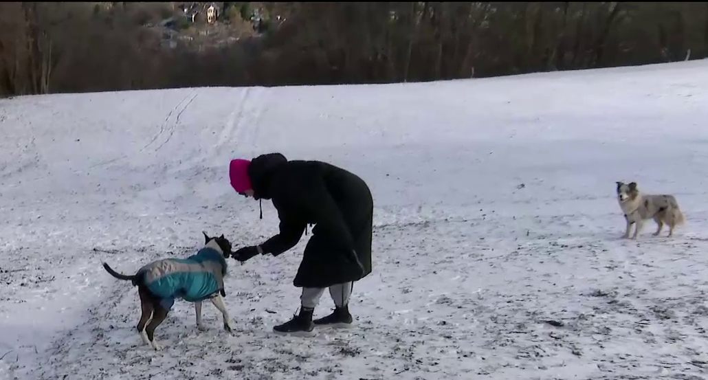 Napindító - A kutyákat is megviseli a hideg