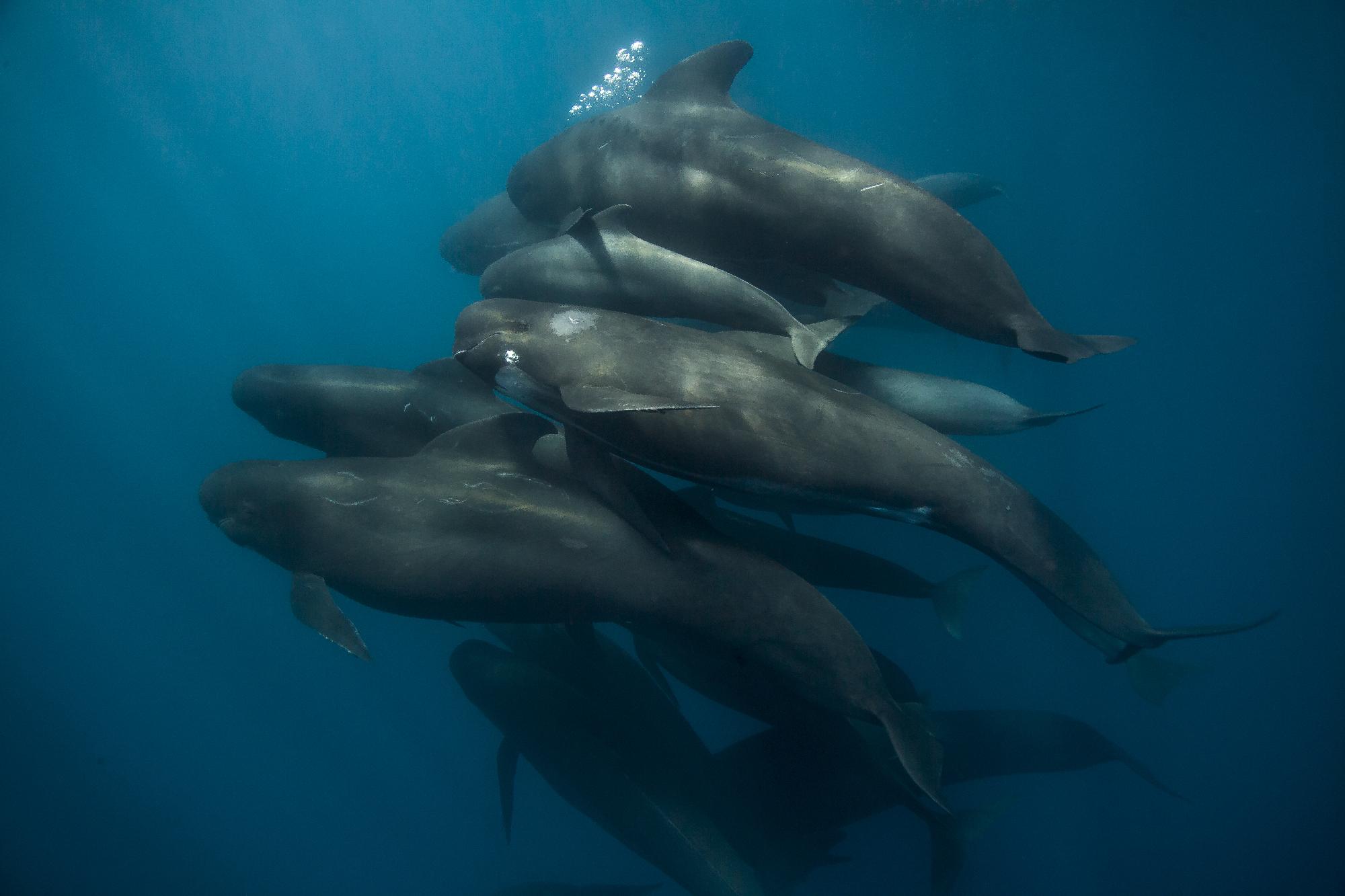 Tizenegy, partra vetődött gömbölyűfejű delfint mentettek meg Srí Lankán