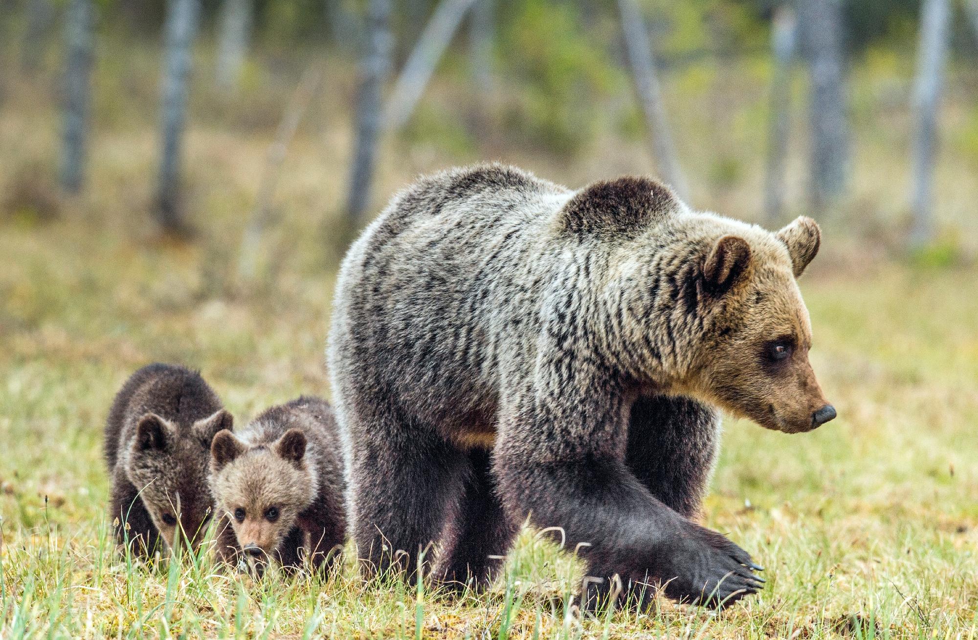 Vadon élő medvék veszélyére figyelmezteti látogatóit a marosvásárhelyi állatkert