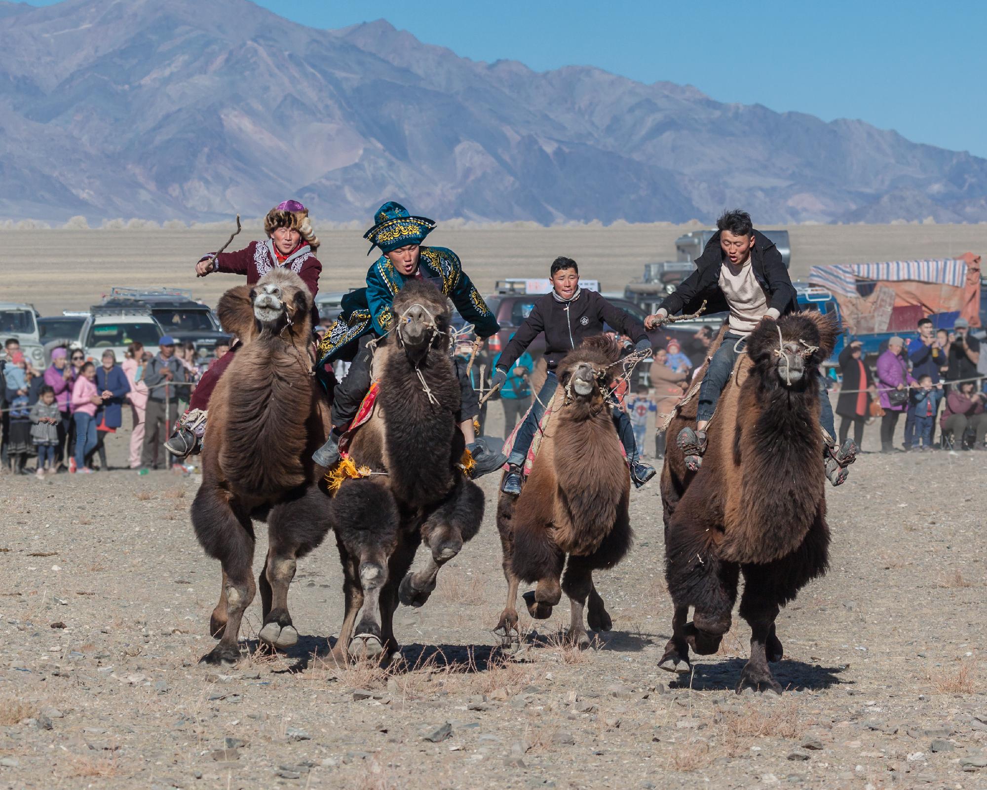Tevefesztivált rendeznek Mongóliában