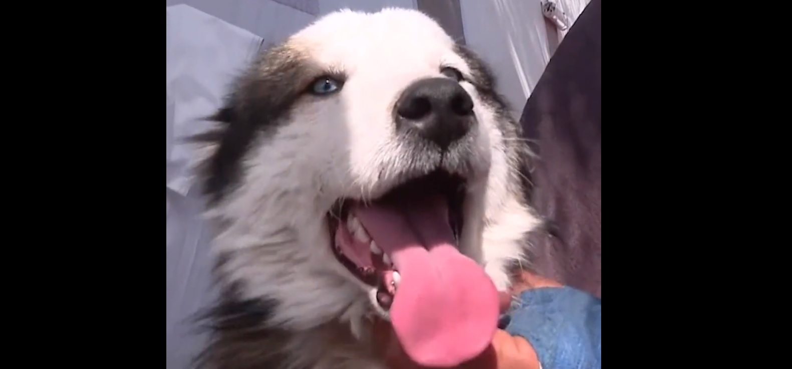 Újabb csoda: 22 napot élt túl egy kutya a romok alatt + videó