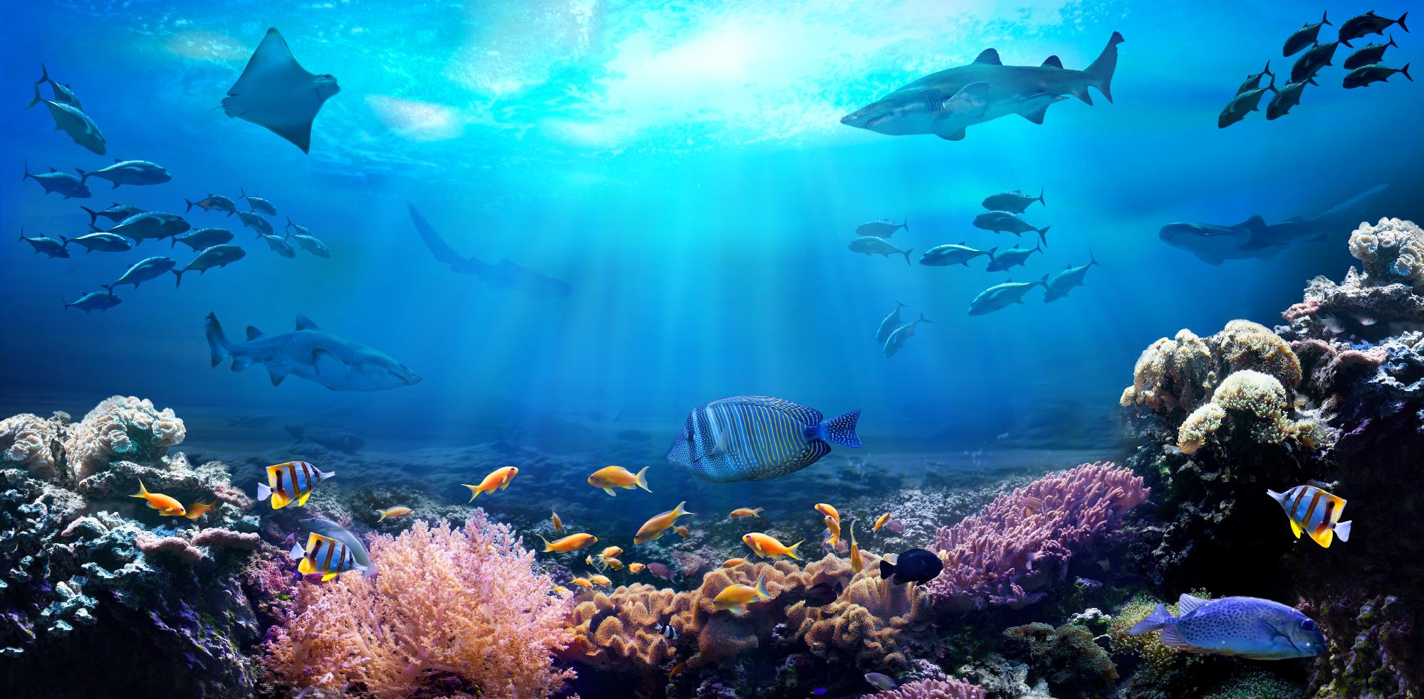 Az ENSZ tagállamai megegyeztek a nyílt tengerek élővilágának védelmét célzó első nemzetközi egyezmény szövegéről