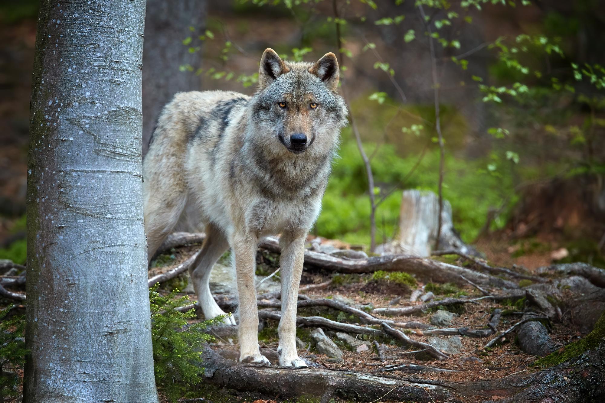 Budapest környékén kóborol a vándorló svájci farkas