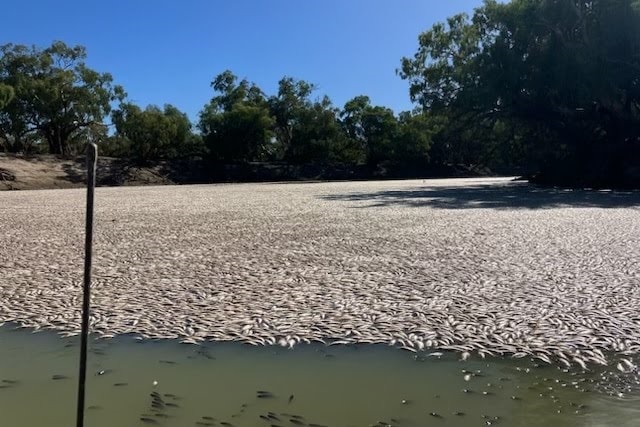 Többmillió hal pusztult el egy ausztráliai folyóban + videó