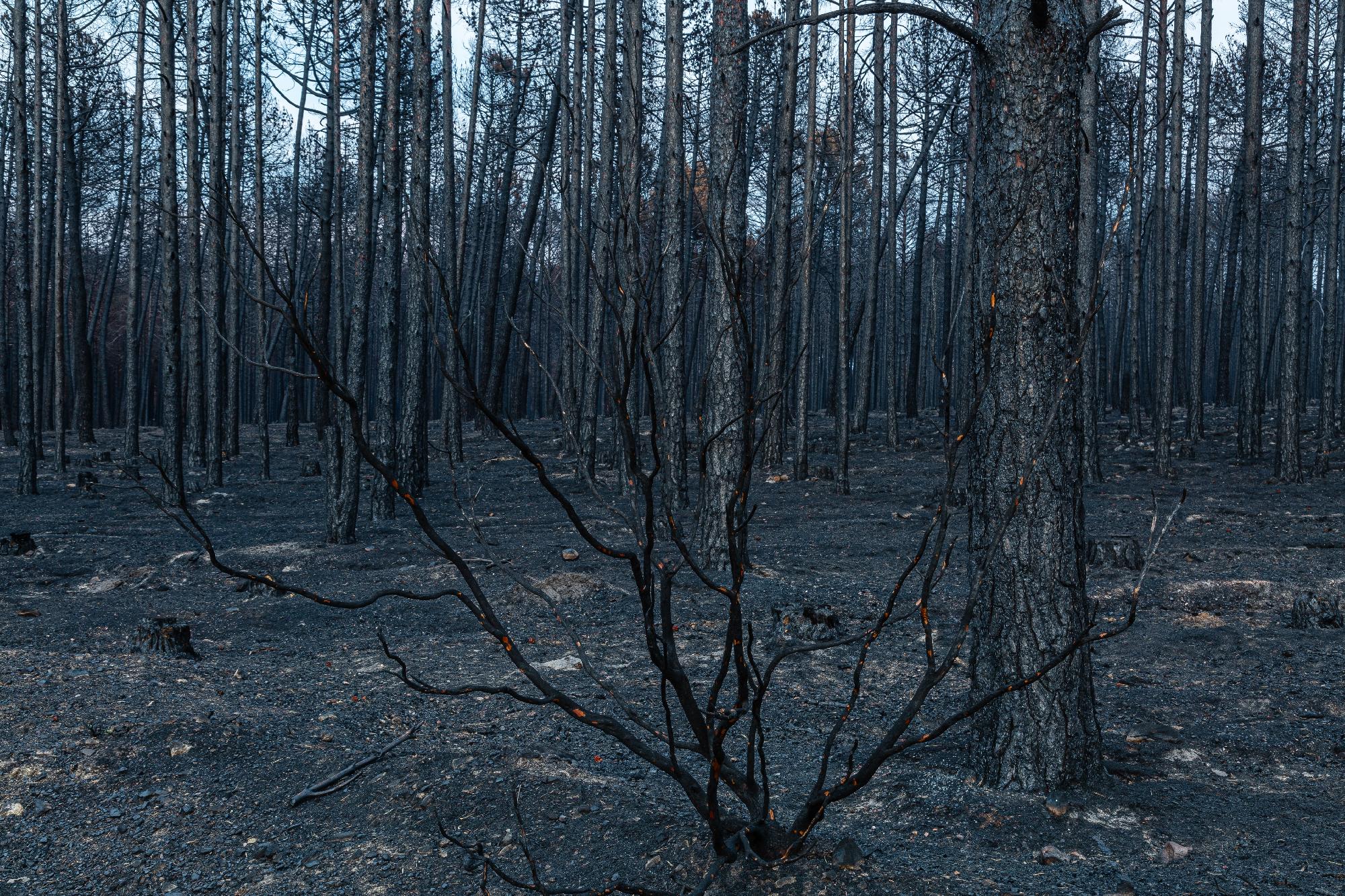 Megfékezték a Spanyolország északi részén pusztító erdőtüzeket