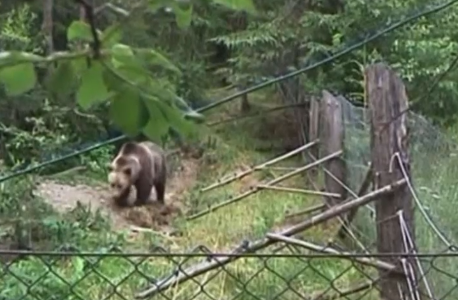 Több tucat háziállatot mészárolt le egy medve Székelyföldön