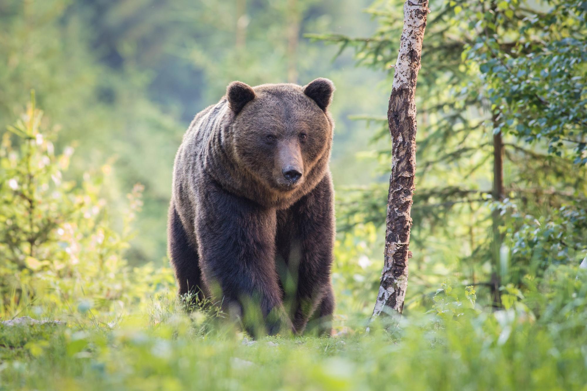 Embert ölt egy medve Olaszországban