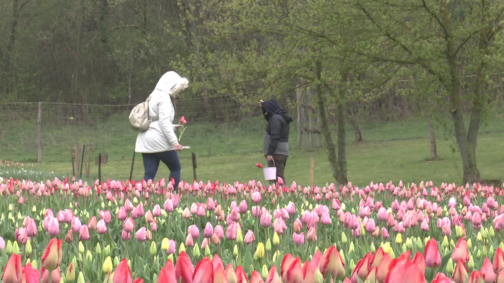 50 fajta tulipánból lehet szüretelni Kőröshegyen