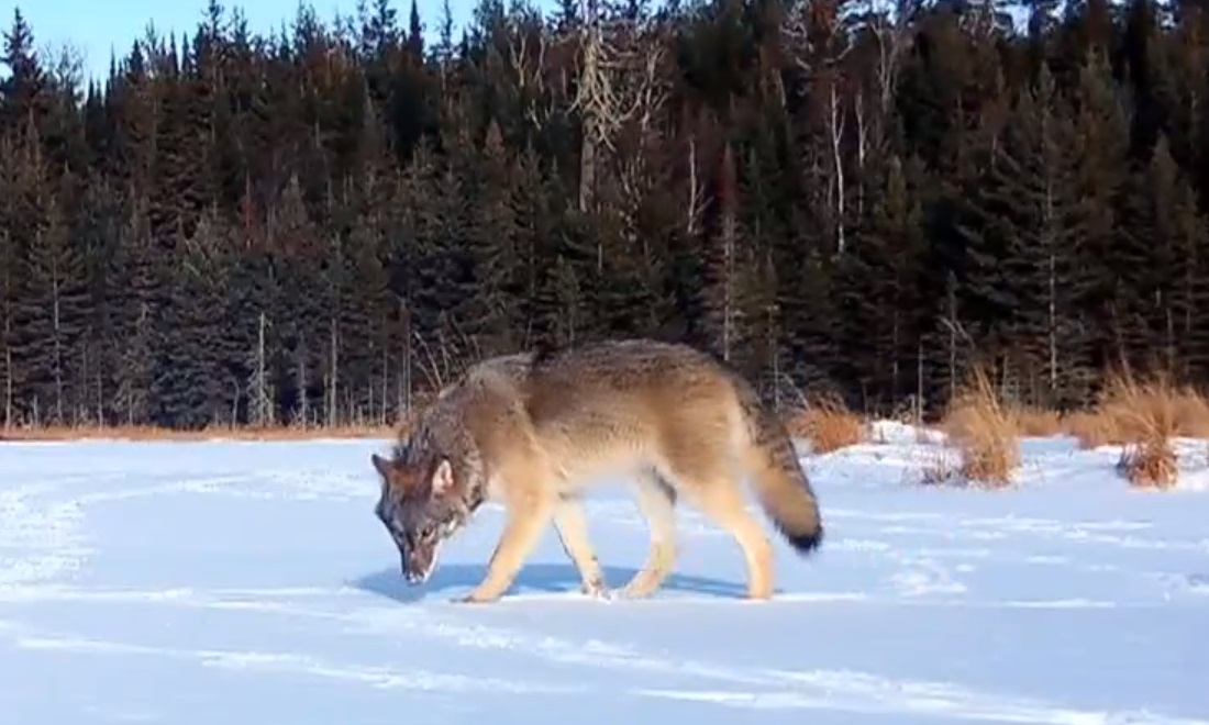 Természetkárosítás miatt indult büntetőeljárás a kilőtt farkas ügyében