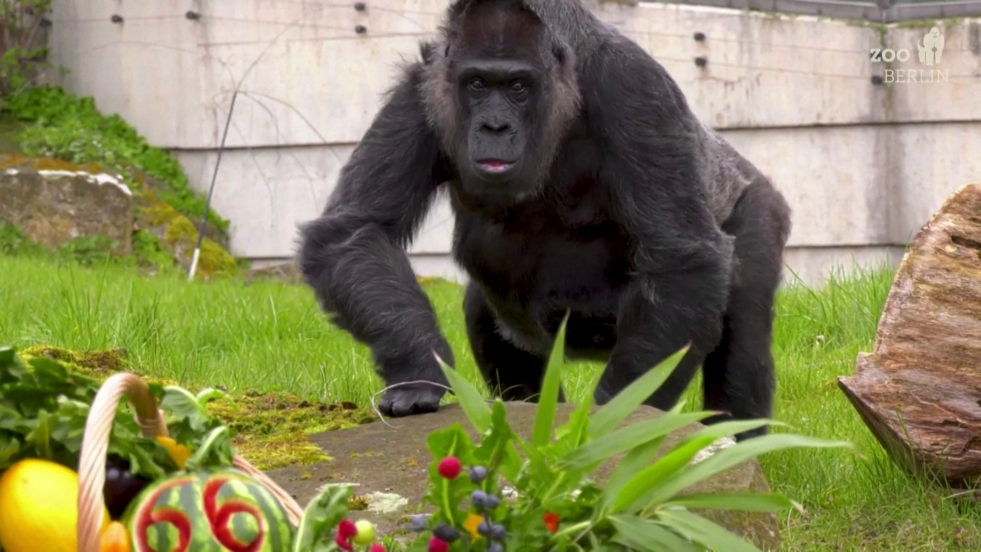 66 éves lett a világ legöregebb gorillája