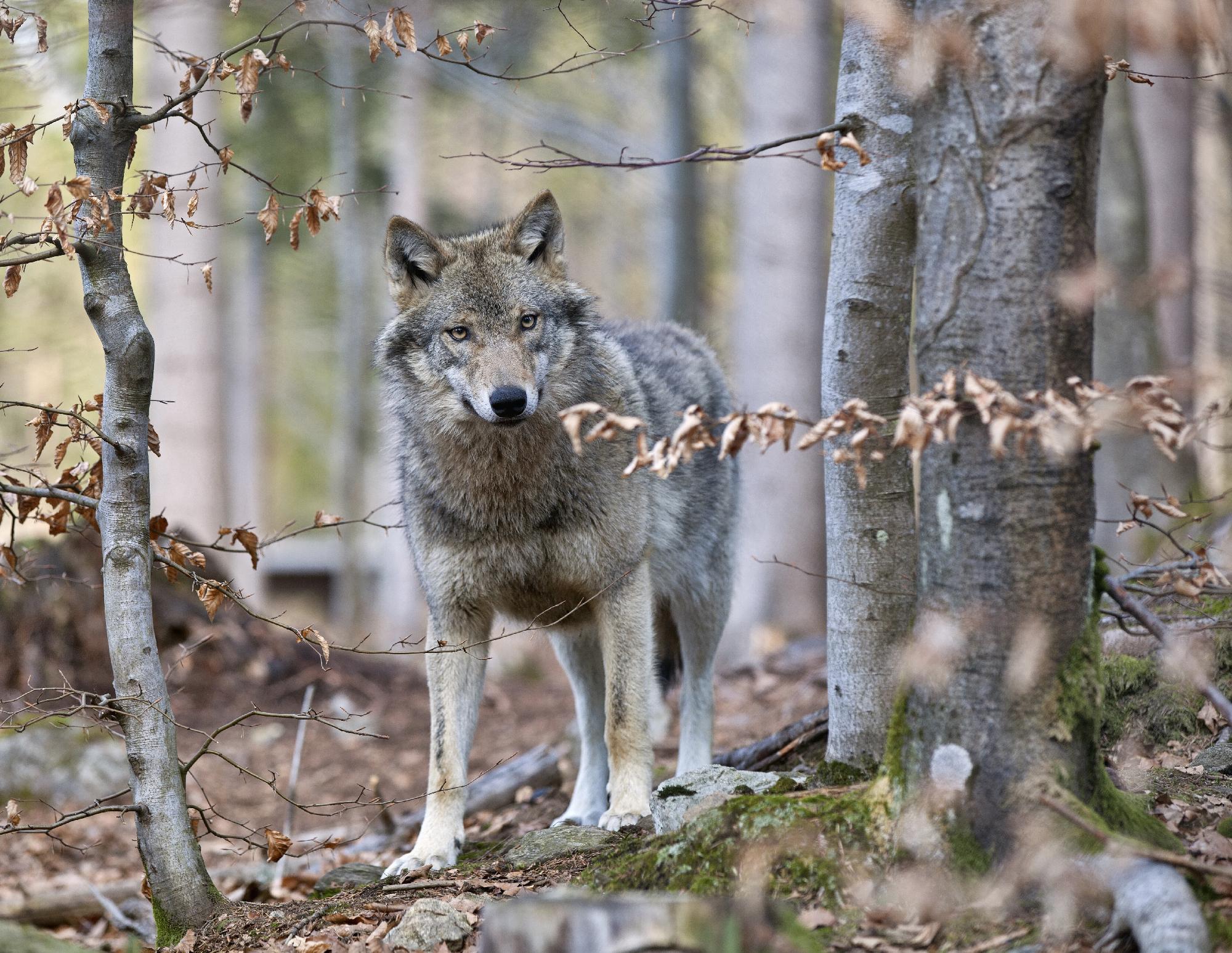 Óriási a felháborodás külföldön is a svájci farkas kilövése miatt 