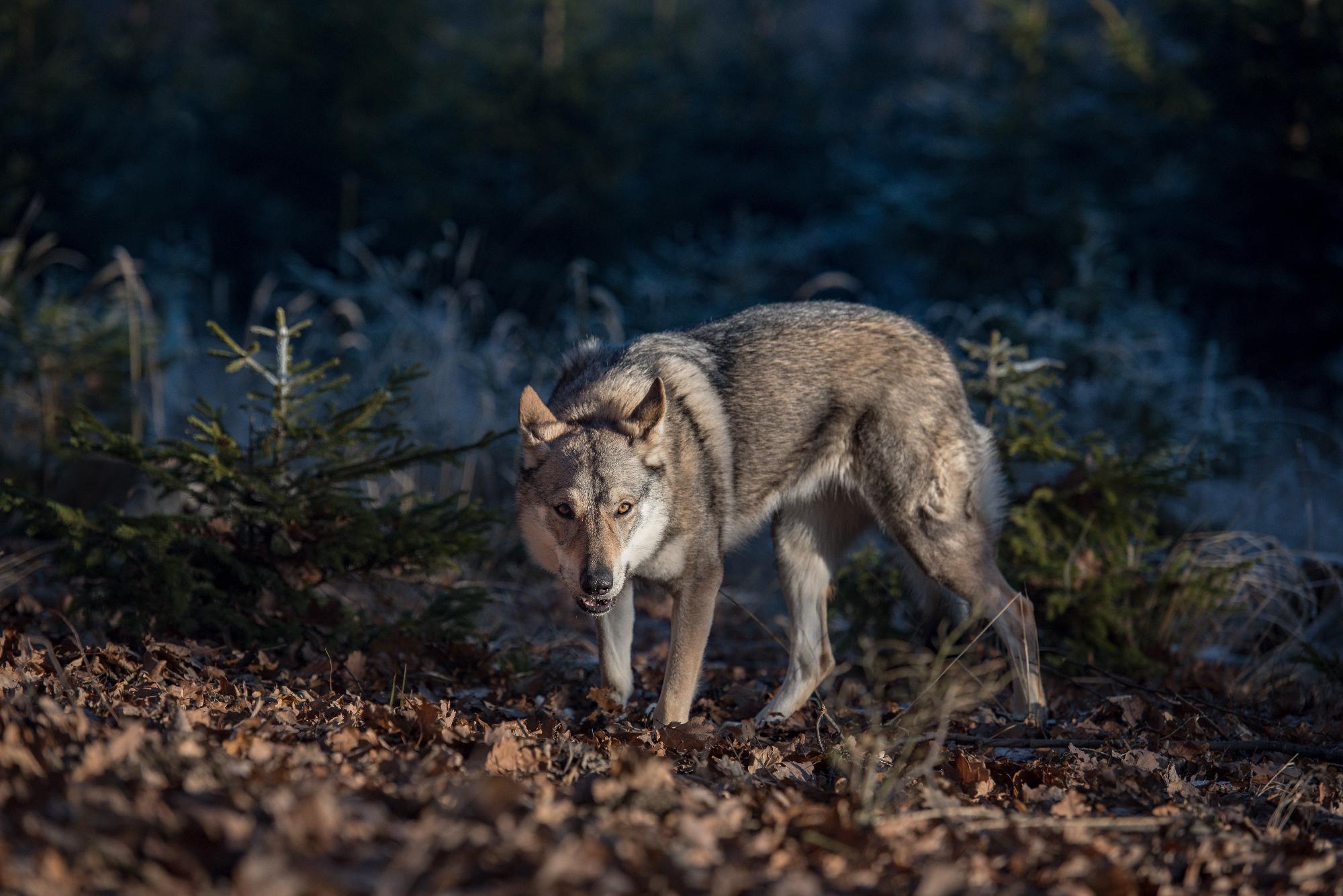 Akár 5 év letöltendő börtönbüntetésre is ítélhetik a svájci farkast lelövő vadászt 