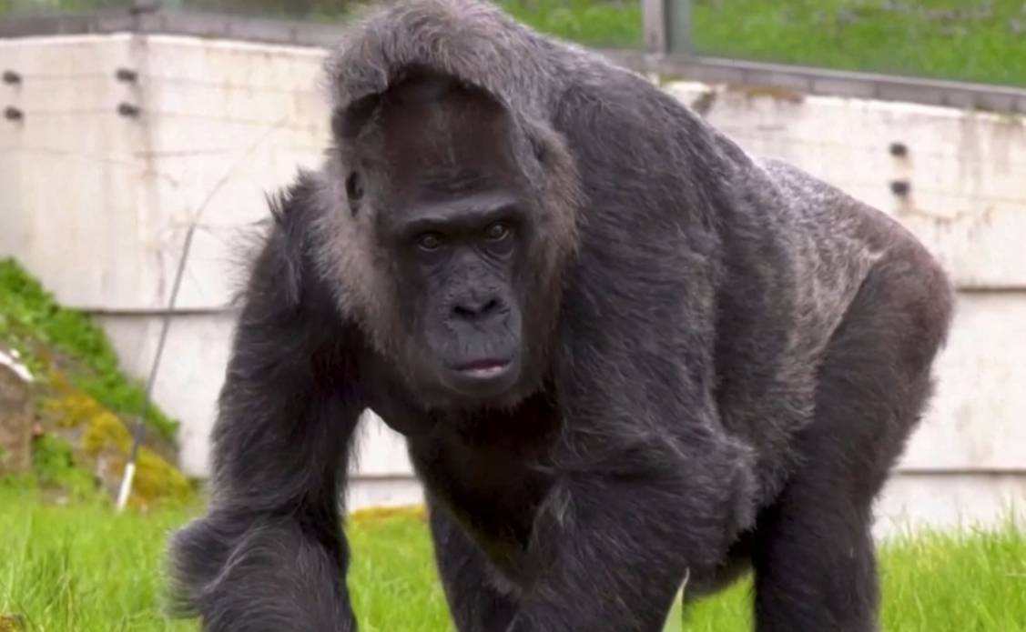 Radar - Hatvanhat éves a legidősebb gorilla