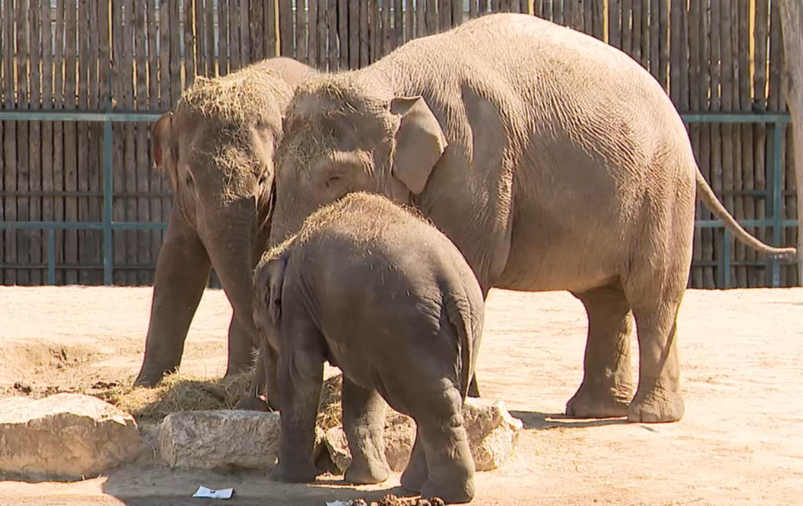 Kétéves lett Samu, a budapesti állatkert legkisebb elefántja