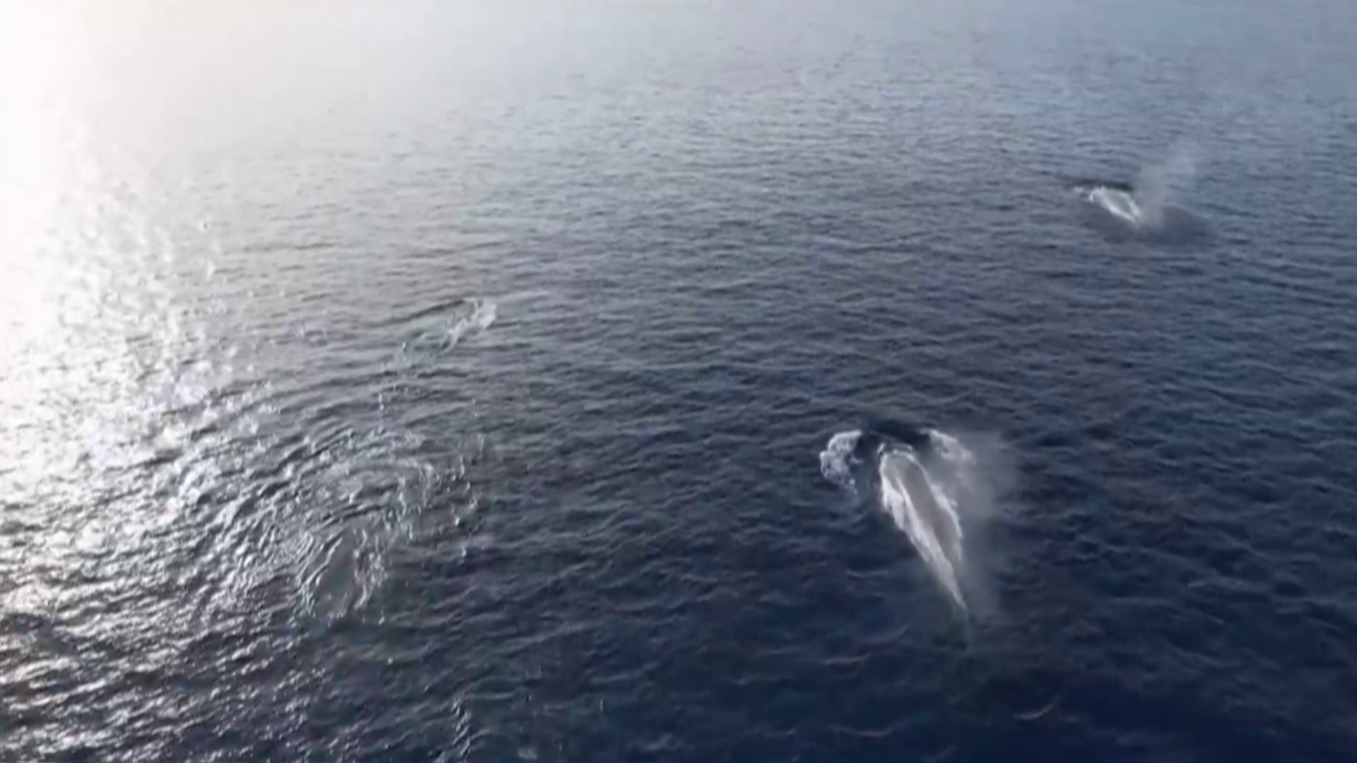 Óriási bálnarajt videóztak le az Adrián