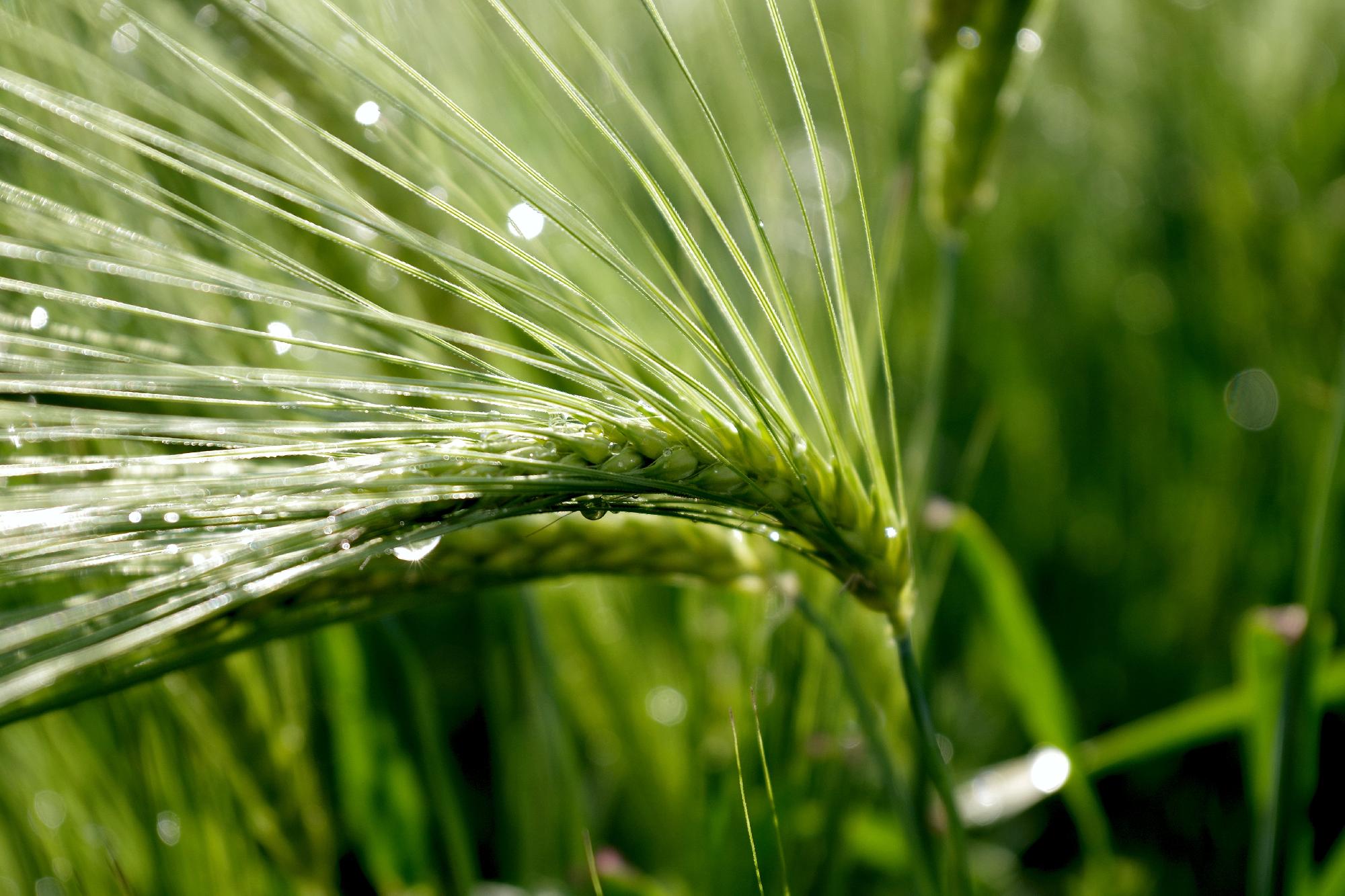 Napindító – Az esőzés hatása az agráriumra 