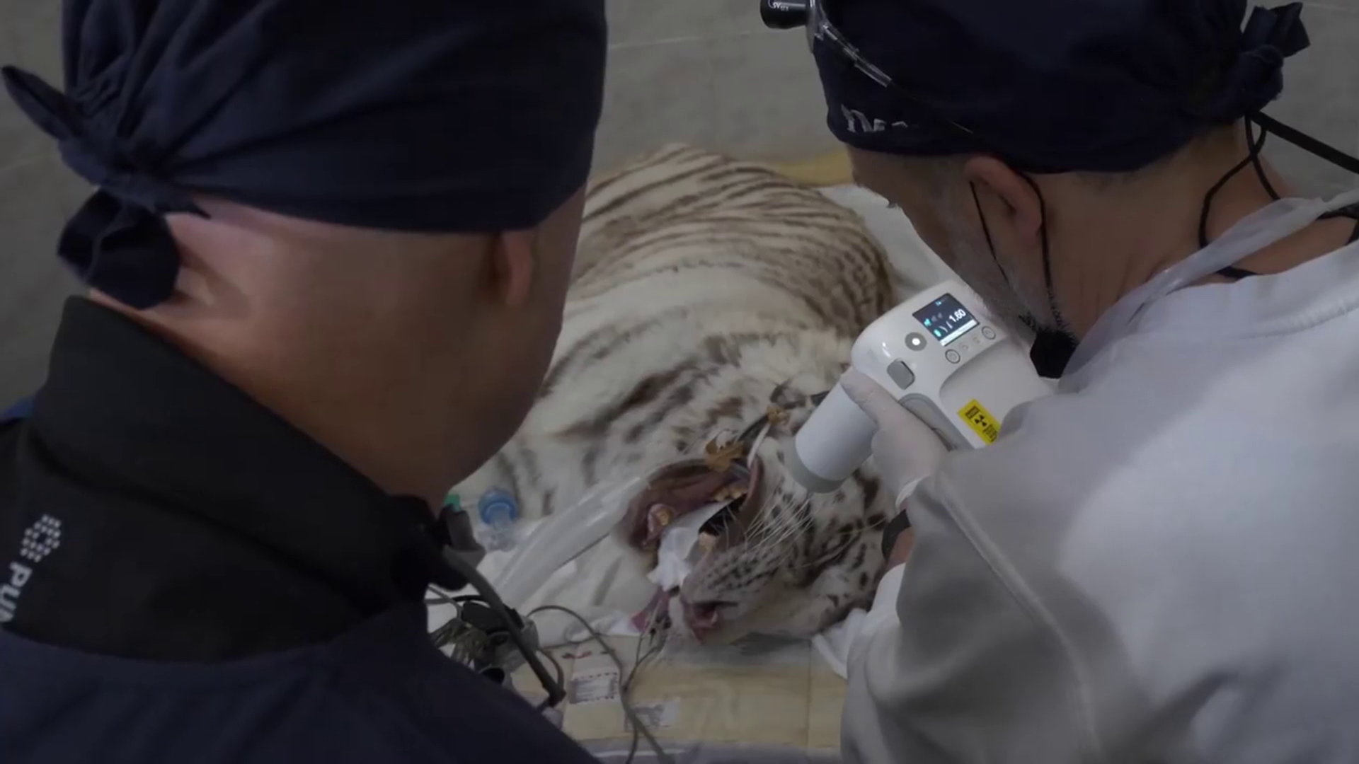 Radar - Fehér tigrist műtöttek a Nyíregyházi Állatparkban