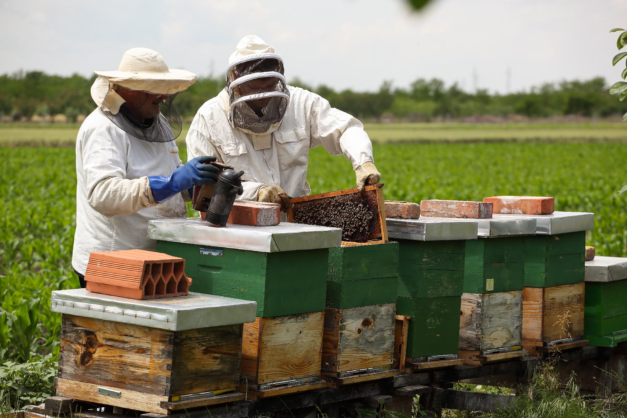 Újabb kétezer méhész kap támogatást a méh állatjóléti programban