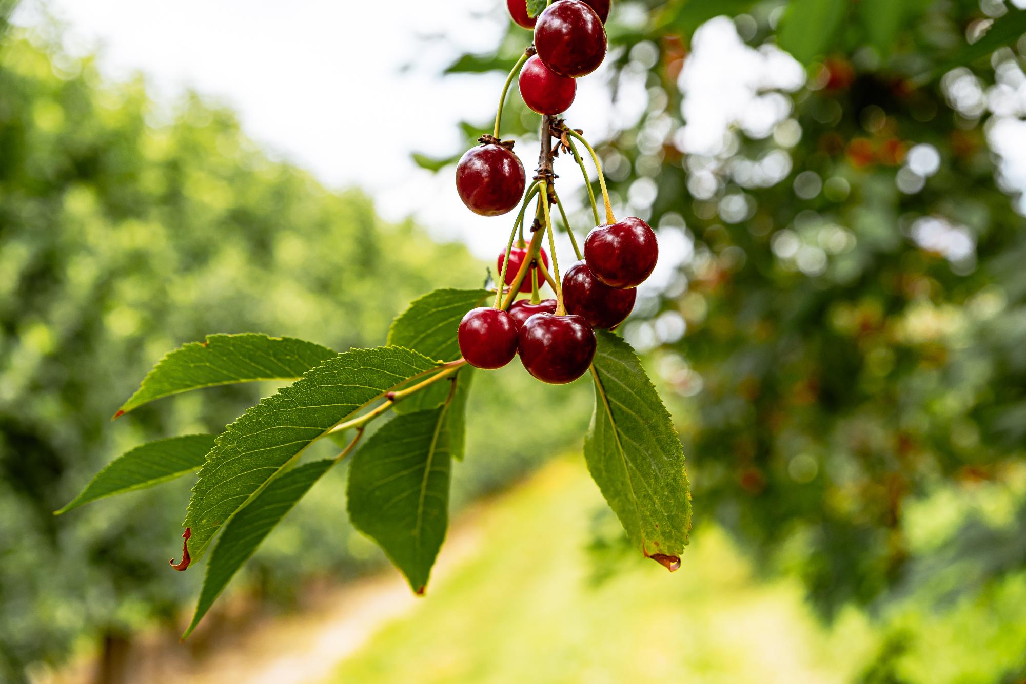 Agrárkamara: kevés lesz a cseresznyetermés, új fajtákra van szükség