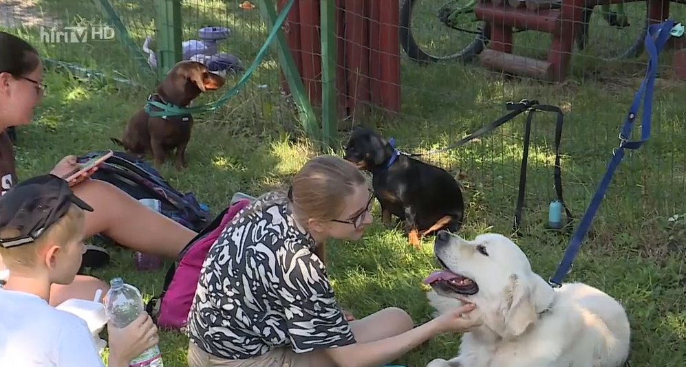Gyerekek és kutyák közös vakációja a soproni Kutyás Nyári Táborban