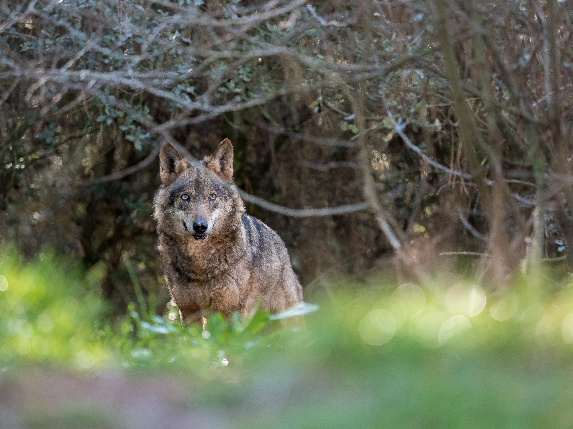 Kihaltnak nyilvánították az ibériai farkast Andalúziában
