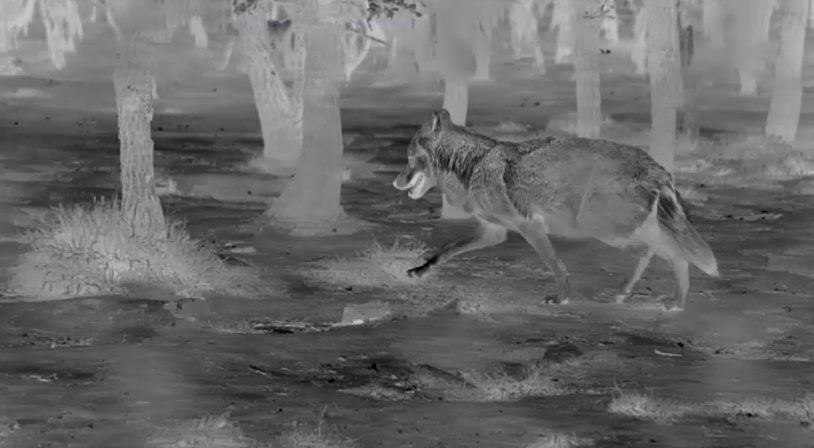 Akár 12 évet is kaphat a kilőtt svájci farkas miatt az egyik vadász