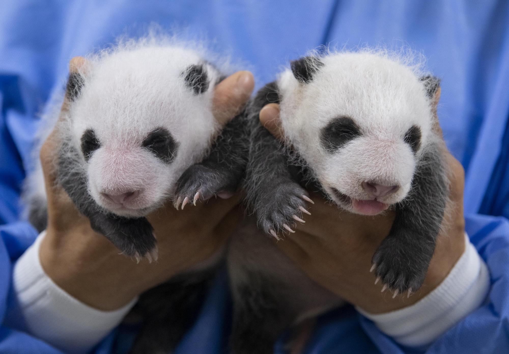 Első alkalommal születtek pandaikrek Dél-Koreában
