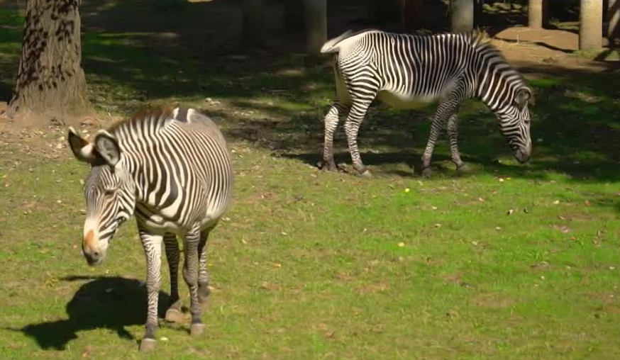 Radar - Hamarosan ritka zebrák születnek Magyarországon