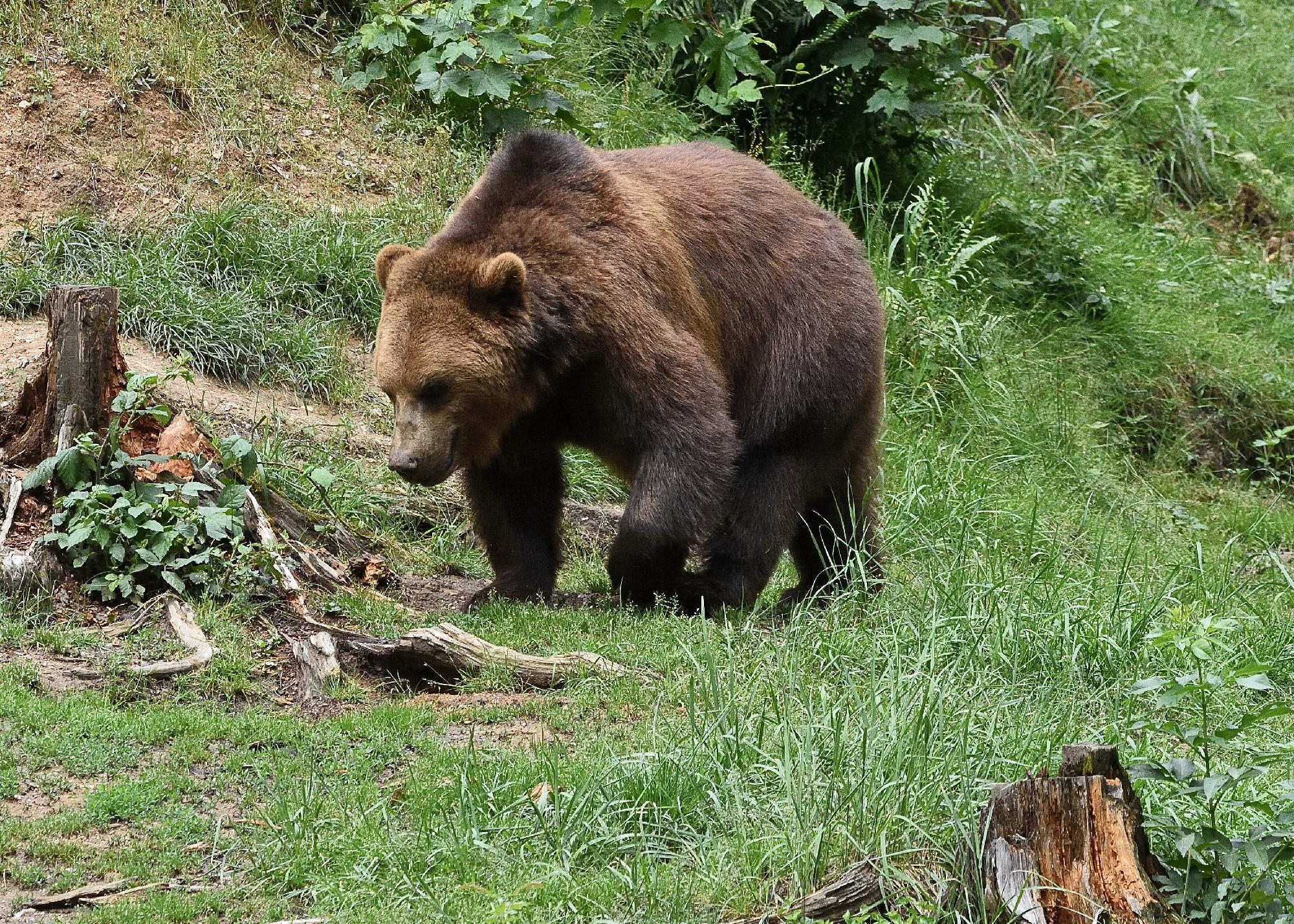 Lelőttek egy lakott területekre szokott medvét Olaszországban