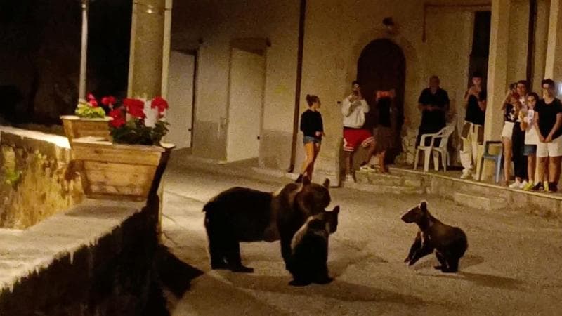 Kilőttek egy kertbe tévedt medvét Olaszországban