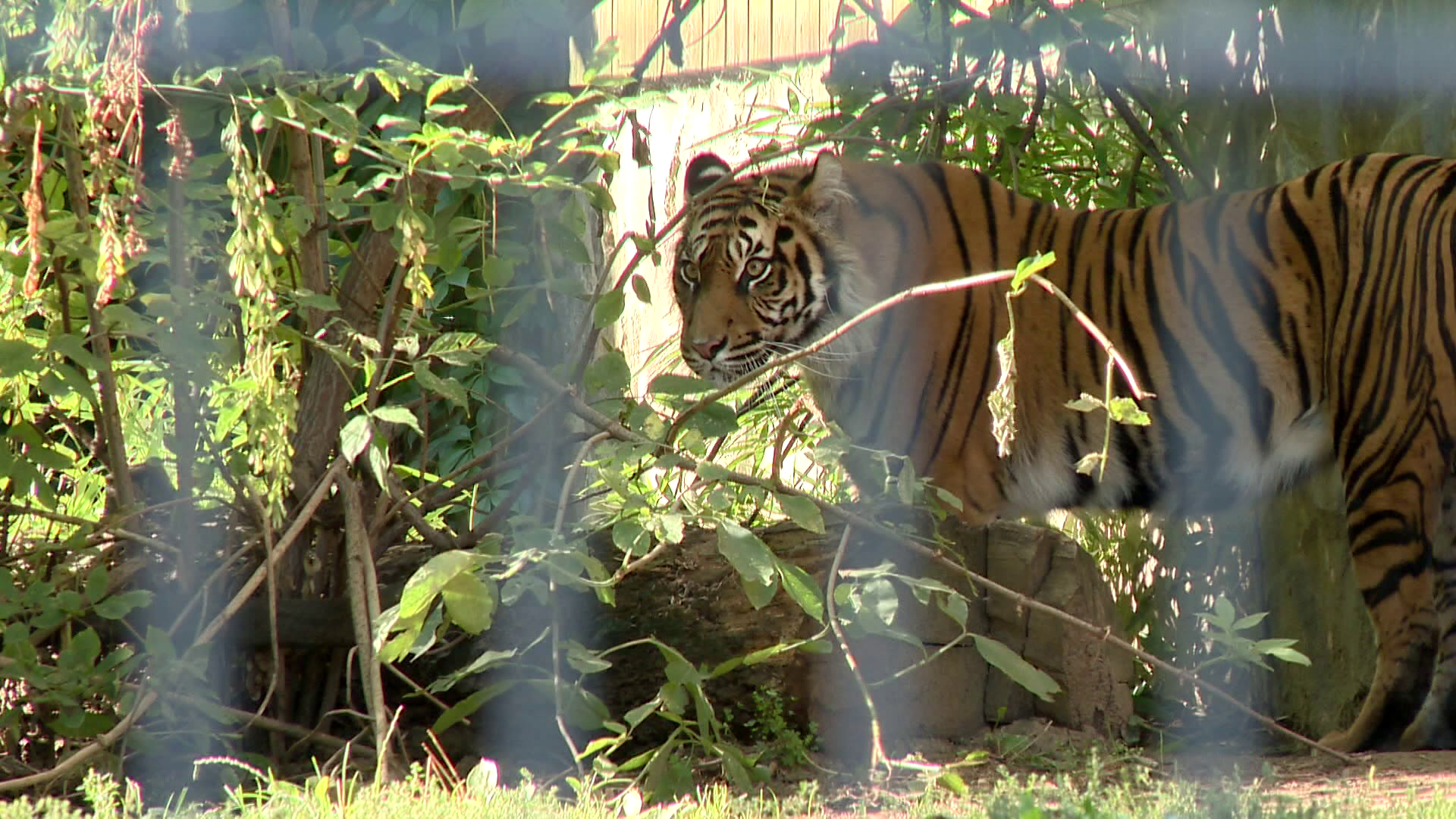 Radar - Szumátrai tigris érkezett Nyíregyházára