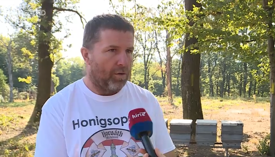 Napindító - Életveszélyes darázsfaj jelent meg Magyarországon