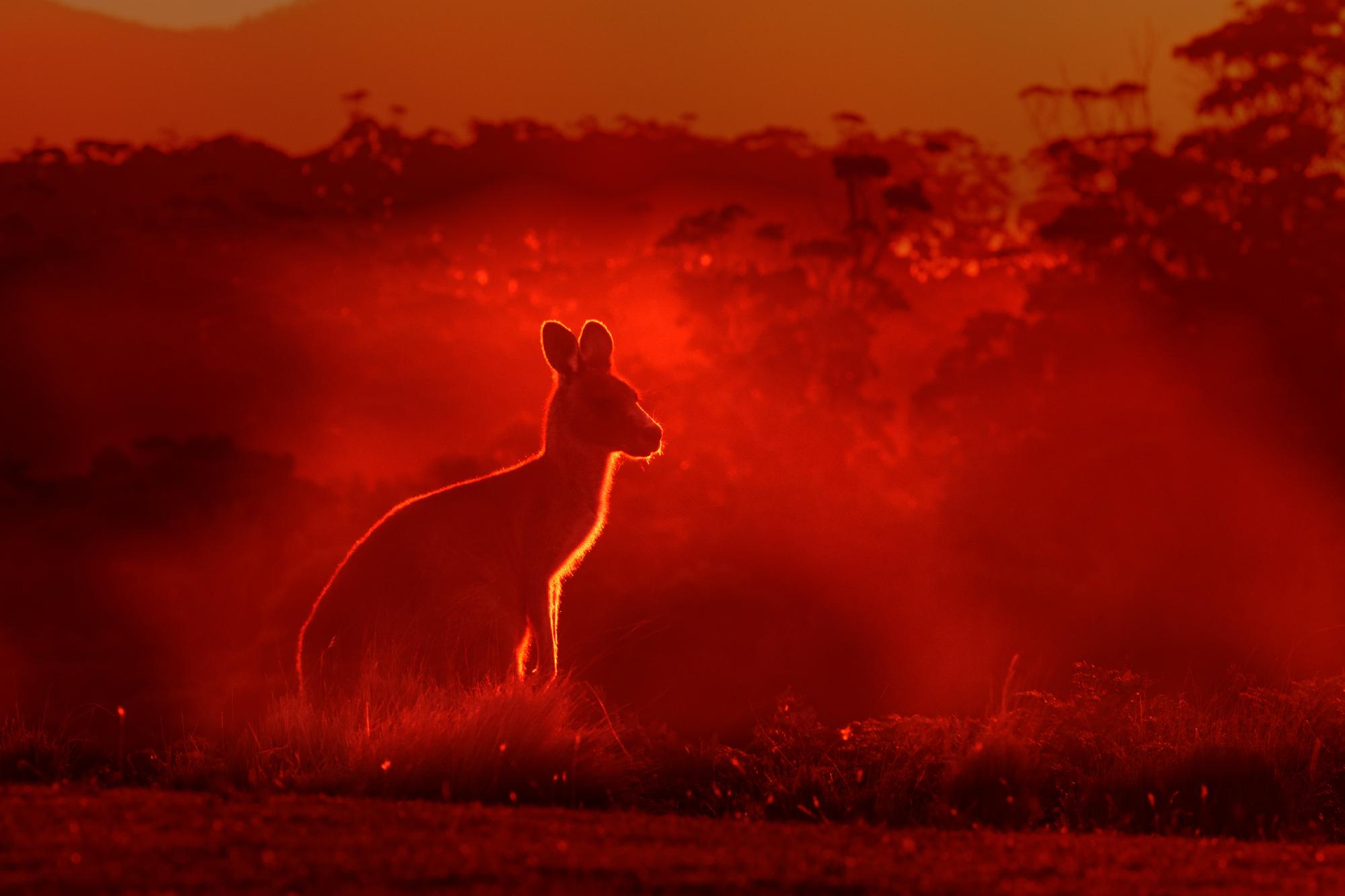 Ausztráliában a perzselő hőség tovább növeli a bozóttüzek kockázatát