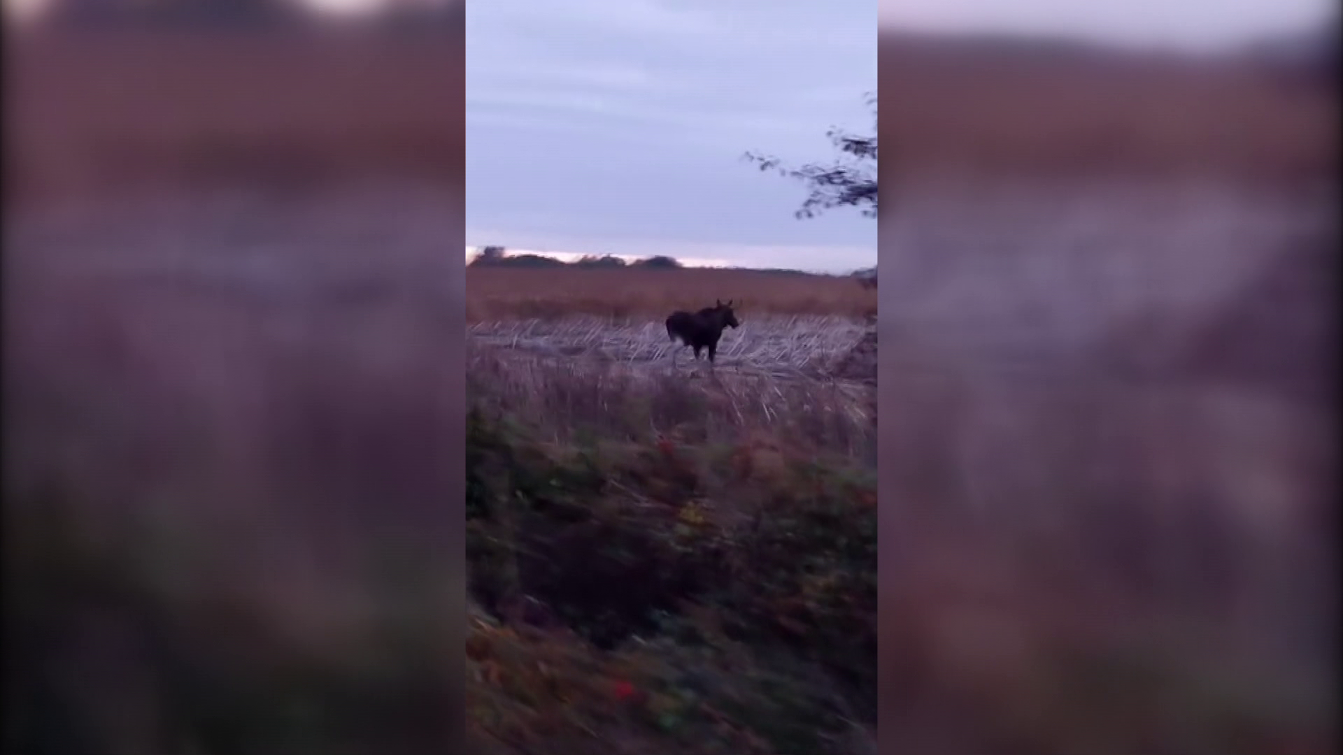 Tisztán kivehető videón a hazánkban kóborló jávorszarvas 