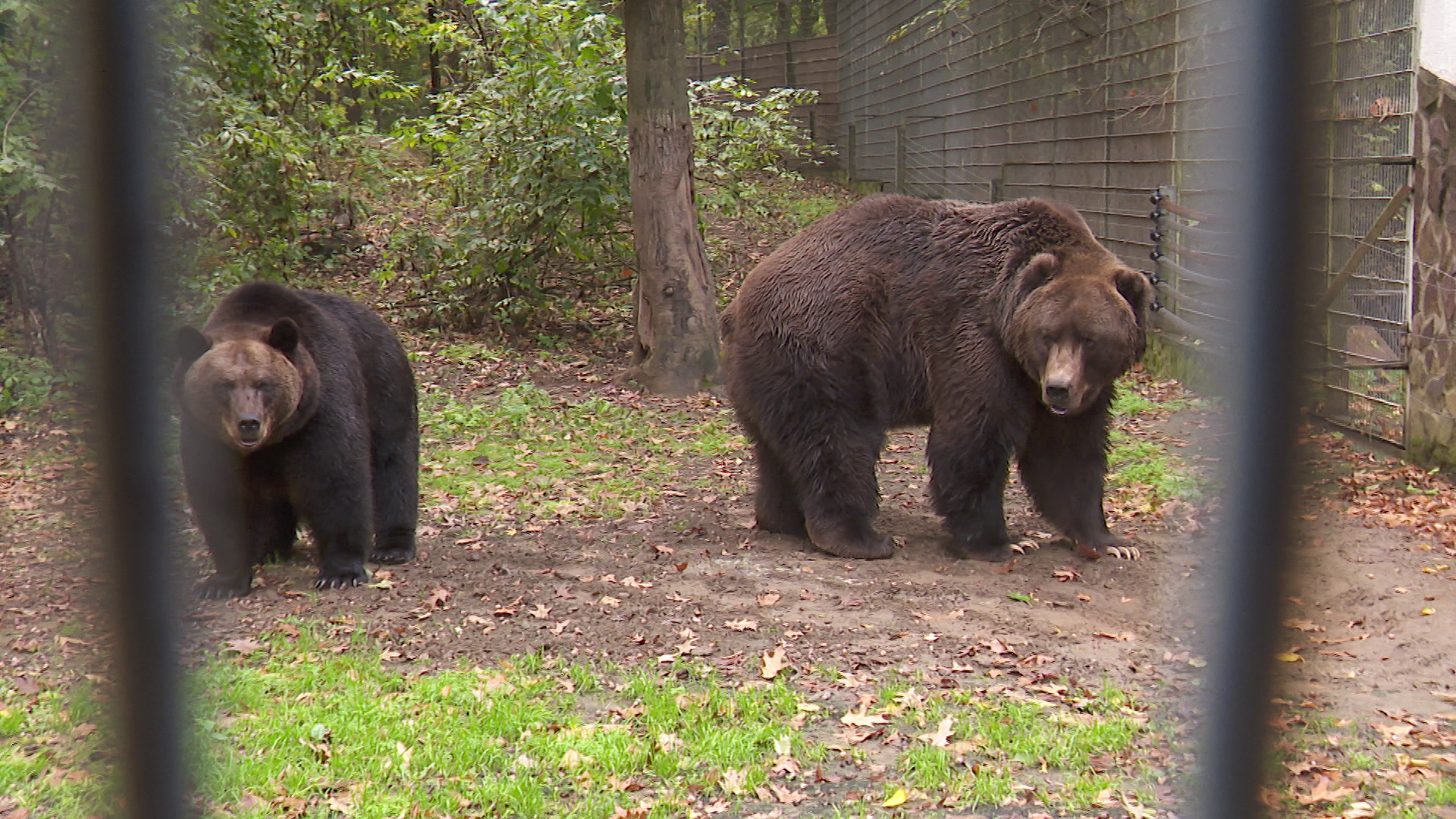 Több mint 600 kg-os Kodiak-medve Nyíregyházán 