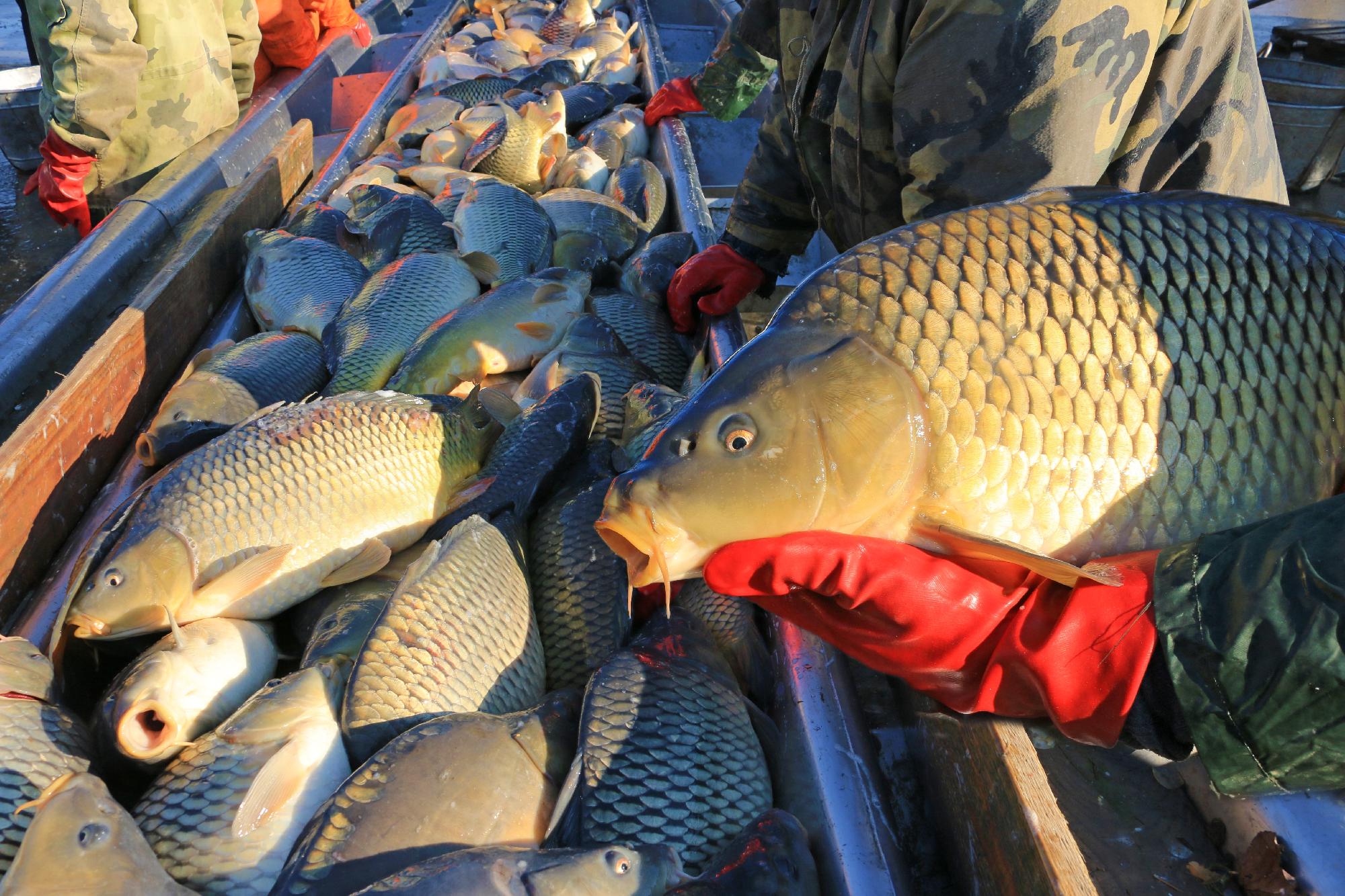 Több száz mázsa halat szállítanak naponta az üzletekbe a Hortobágyról
