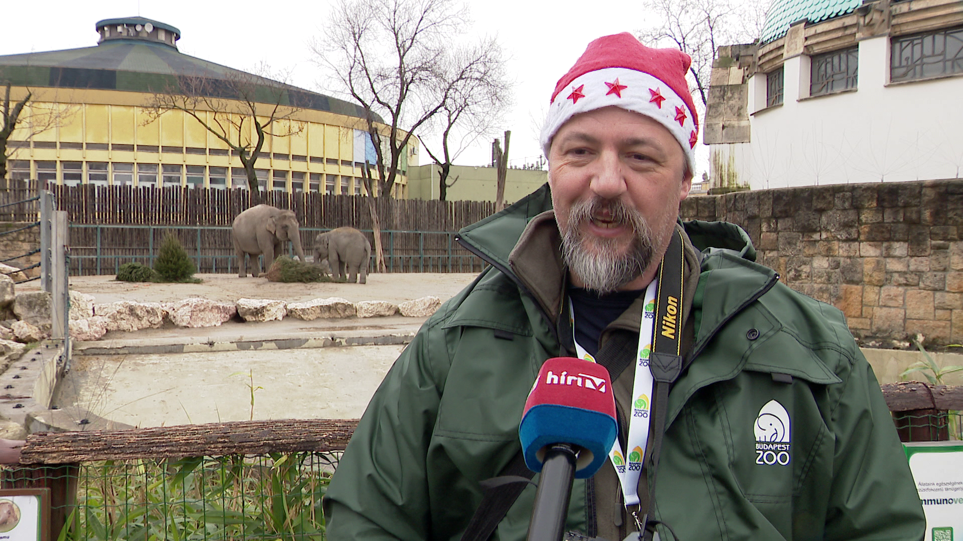 Az állatkert több lakója kapott karácsonyfát és játékot karácsonyra + videó